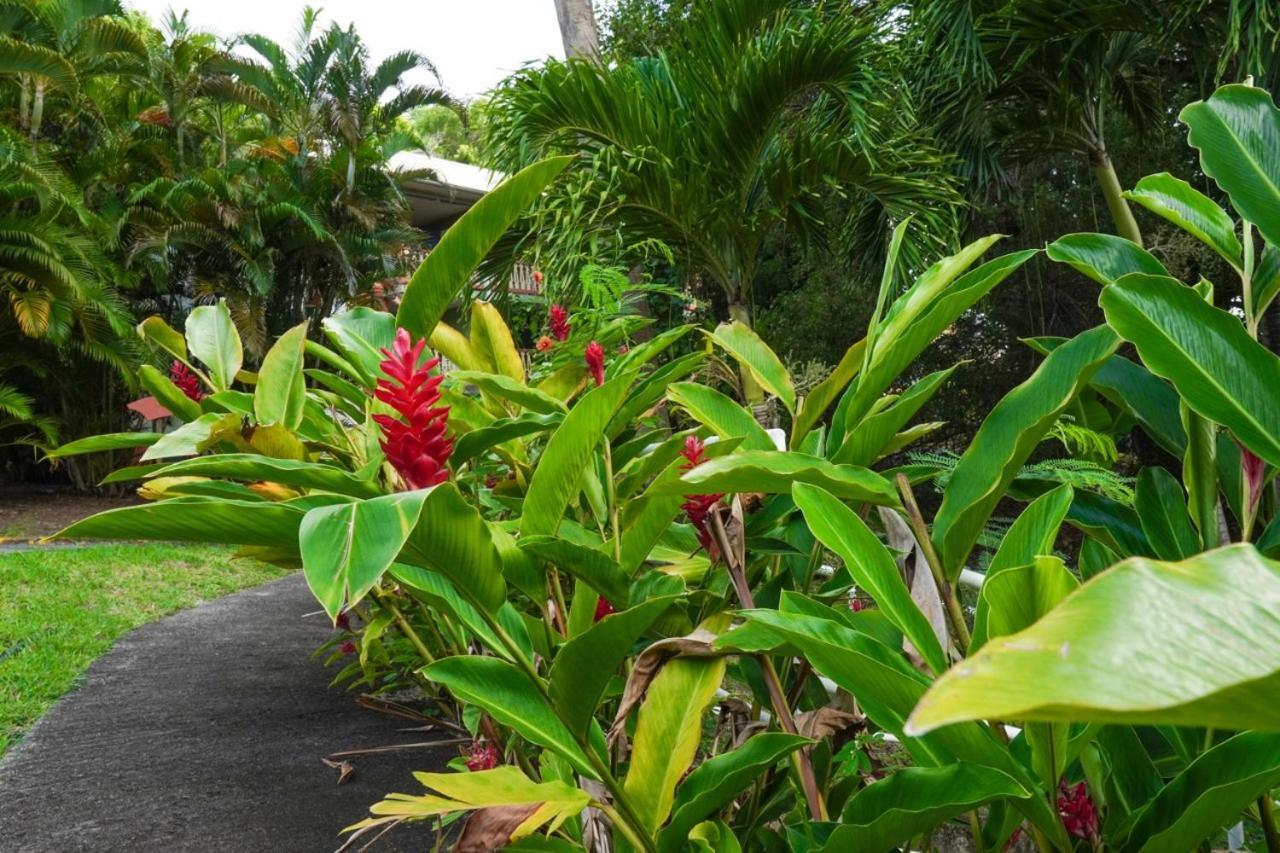 Color Garden - Studio Martinique Sainte-Anne Kültér fotó